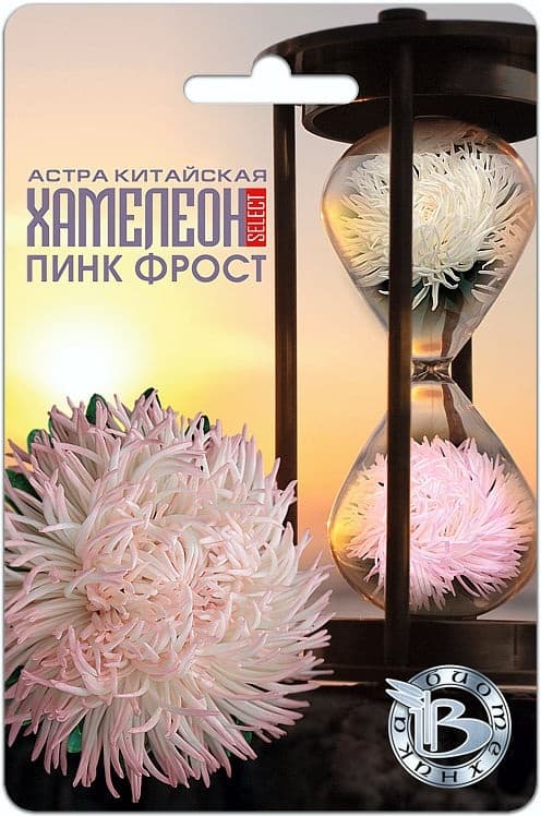 Фото – Астра китайская Хамелеон селект Пинк Фрост