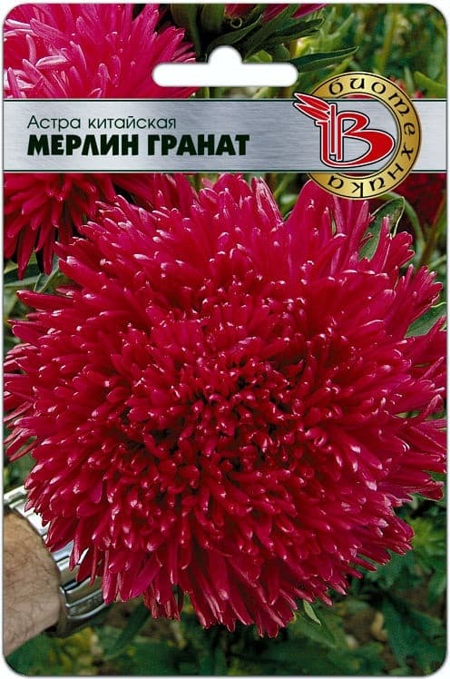 Фото – Астра китайская Мерлин Гранат