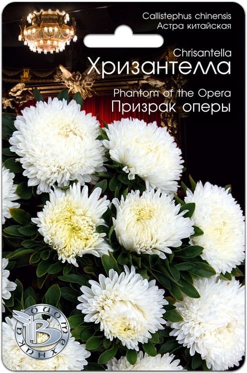 Фото – Астра китайская Хризантелла Призрак оперы
