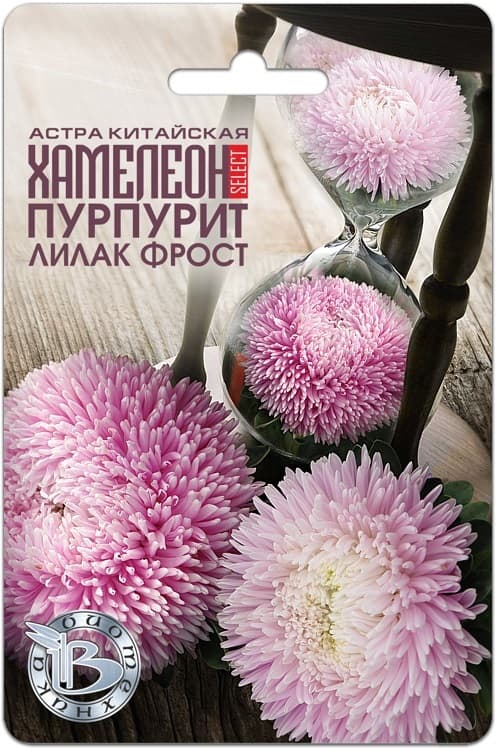 Фото – Астра китайская Хамелеон селект Пурпурит Лилак Фрост