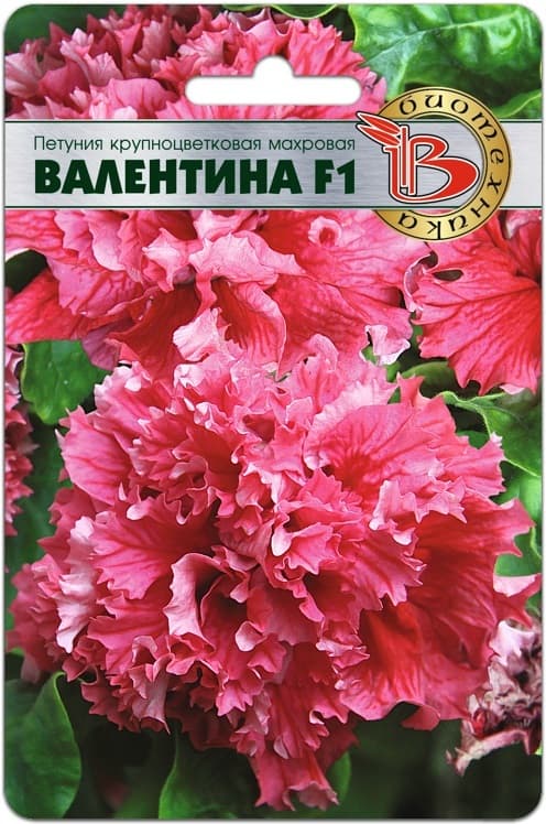 Фото – Петуния крупноцветковая махровая Валентина F1
