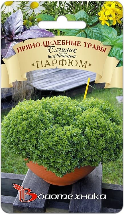 Фото – Базилик шаровидный Парфюм