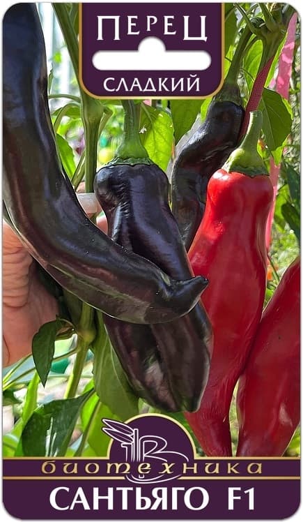 Фото – Перец сладкий Сантьяго F1