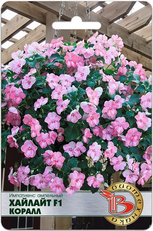 Фото – Импатиенс ампельный Хайлайт F1 Коралл