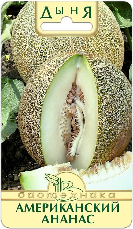 Фото – Дыня Американский Ананас