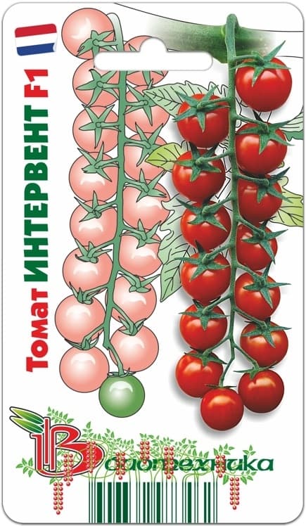 Фото – Томат Интервент F1