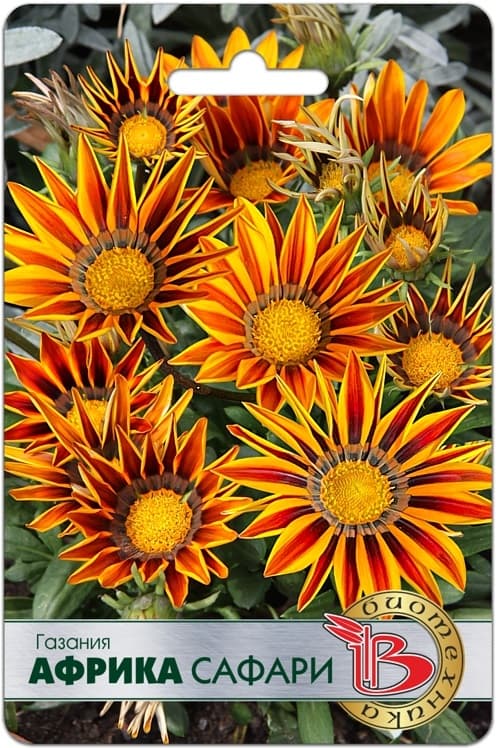 Фото – Газания Африка Сафари