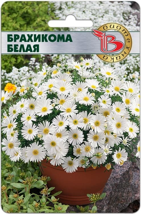 Фото – Брахикома Белая