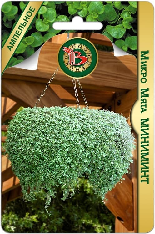 Фото – Микро Мята Миниминт