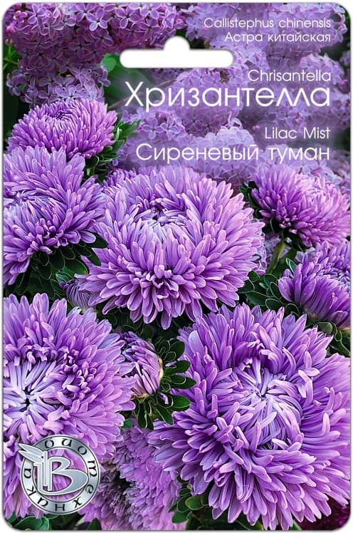 Фото – Астра китайская Хризантелла Сиреневый туман