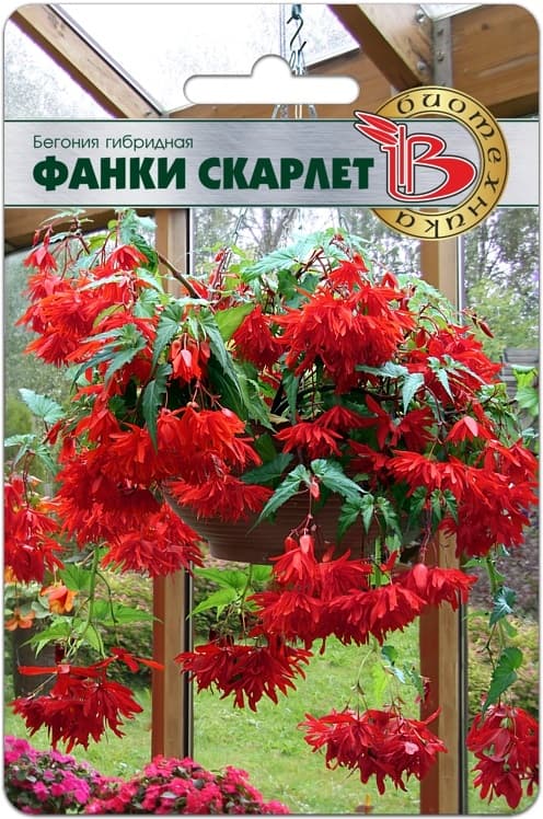 Фото – Бегония гибридная Фанки Скарлет (ампельная)