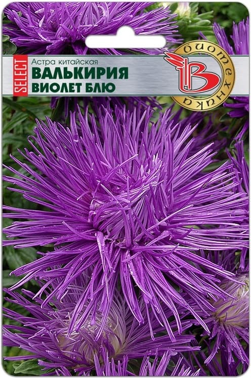 Фото – Астра китайская Валькирия селект Виолет Блю