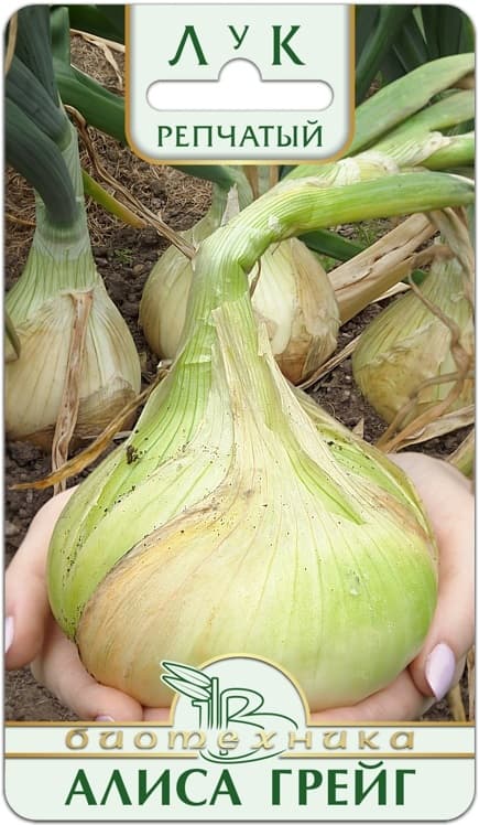 Фото – Лук репчатый Алиса Грейг