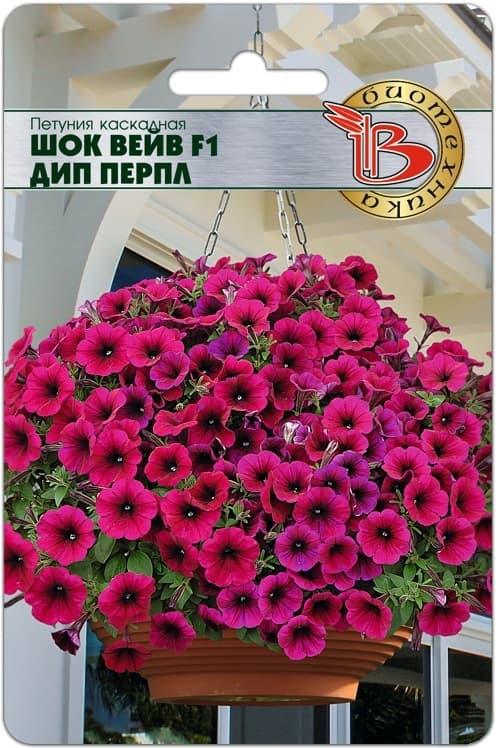 Фото – Петуния каскадная Шок Вейв F1 Дип Перпл