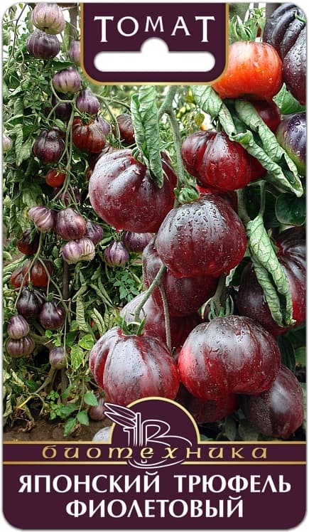 Фото – Томат Японский Трюфель Фиолетовый