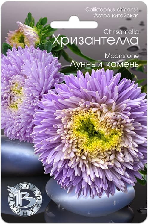 Фото – Астра китайская Хризантелла Лунный камень