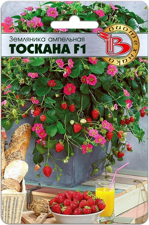 Фото – Земляника ампельная Тоскана F1