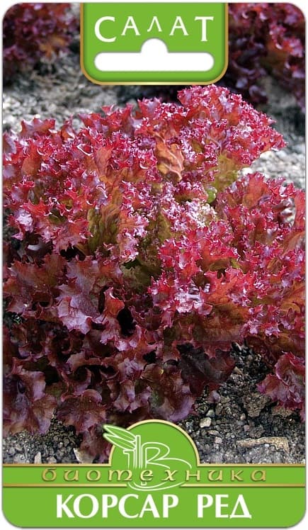 Фото – Салат Корсар Ред
