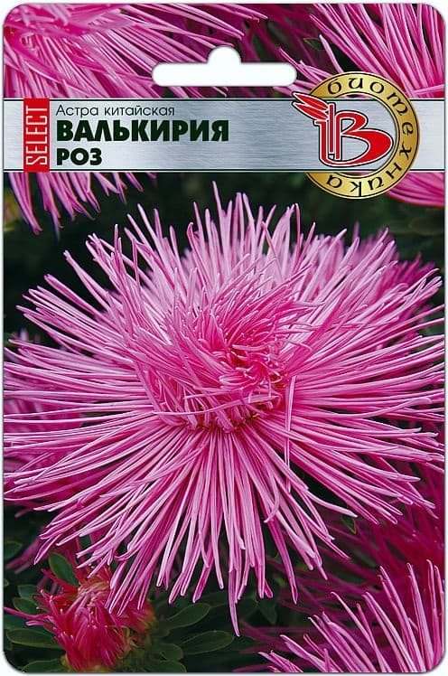 Фото – Астра китайская Валькирия селект Роз
