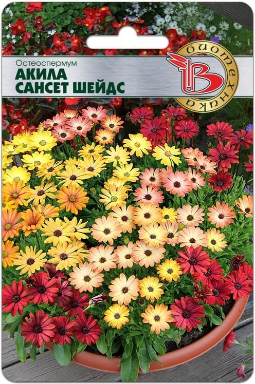 Фото – Остеоспермум Акила Сансет Шейдс