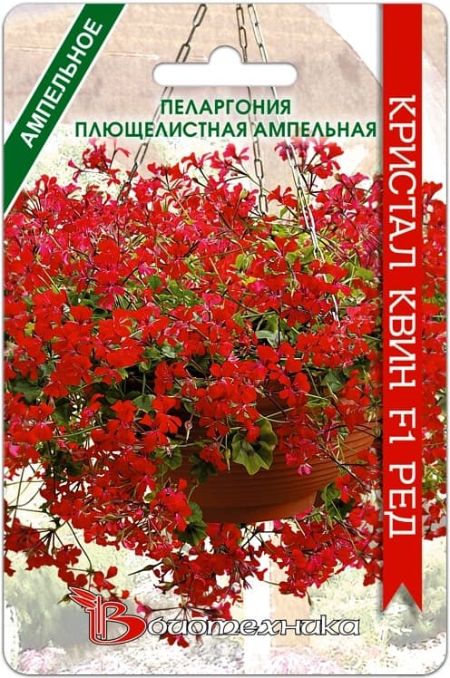 Фото – Пеларгония плющелистная ампельная Кристал Квин F1 Ред