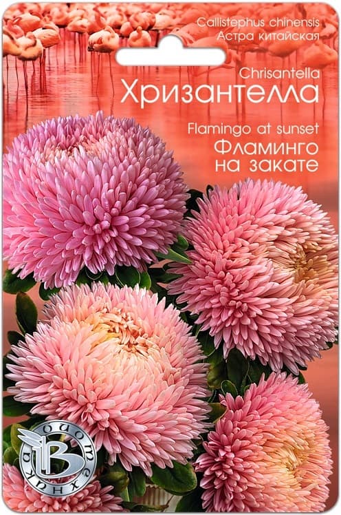 Фото – Астра китайская Хризантелла Фламинго на закате