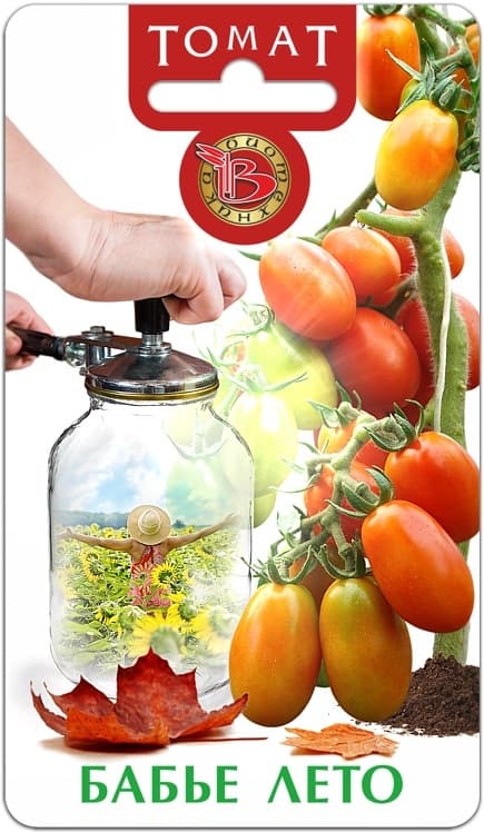 Фото – Томат Бабье Лето