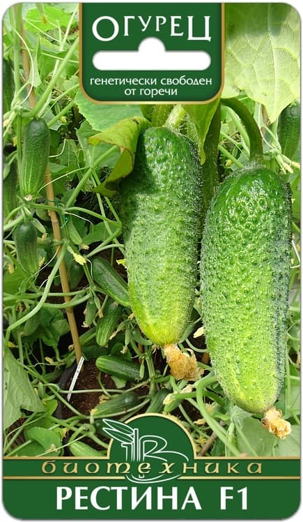 Фото – Огурец Рестина F1