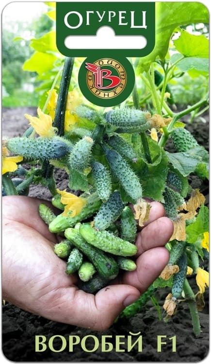Фото – Огурец Воробей F1