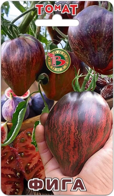 Фото – Томат Фига