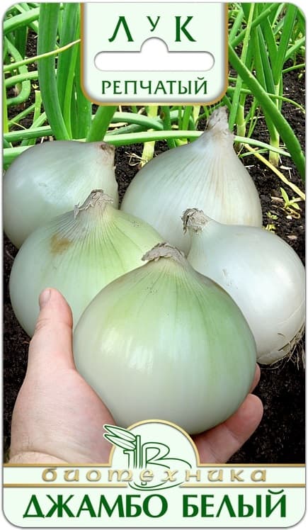 Фото – Лук репчатый Джамбо Белый