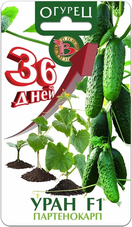 Фото – Огурец Уран F1