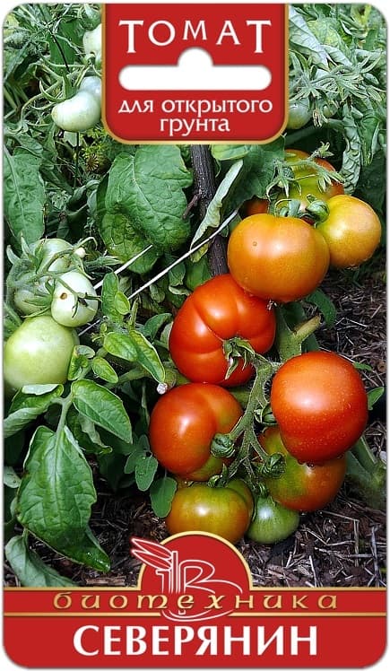 Фото – Томат Северянин