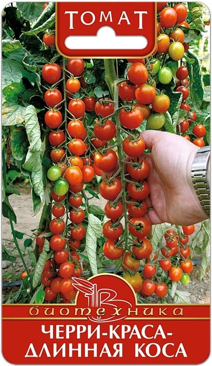 Фото – Томат Черри-Краса - Длинная Коса