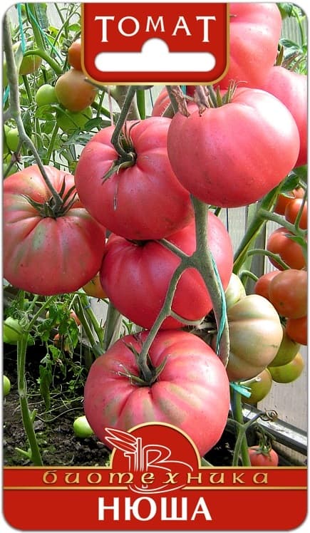 Фото – Томат Нюша
