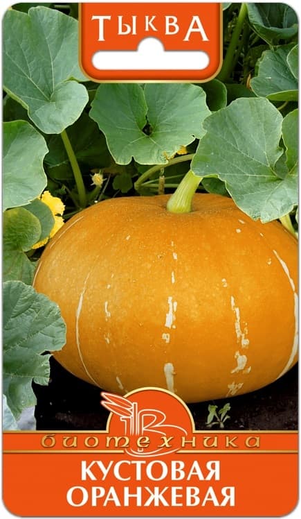 Фото – Тыква Кустовая Оранжевая