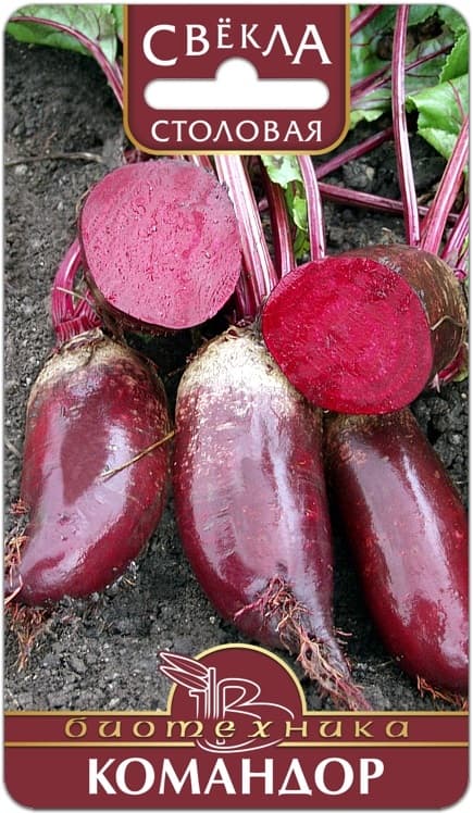 Фото – Свекла столовая Командор