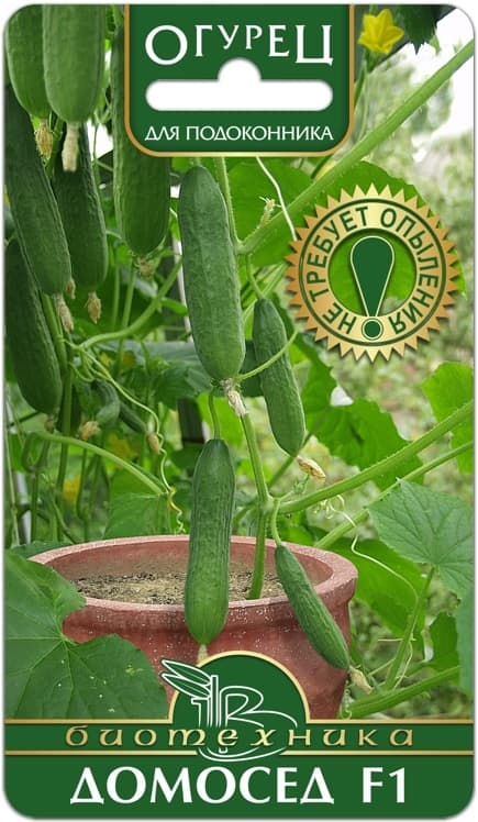 Фото – Огурец Домосед F1