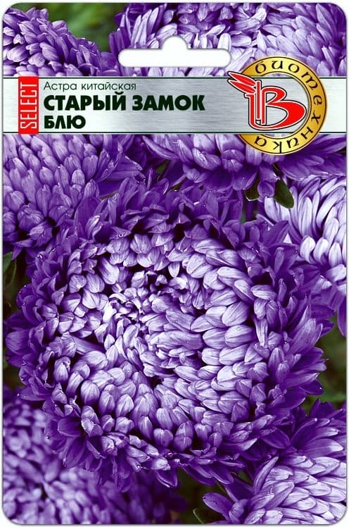 Фото – Астра китайская Старый замок селект Блю