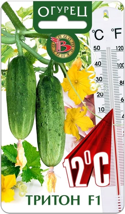 Фото – Огурец Тритон F1