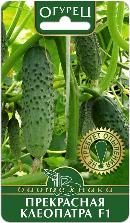 Фото – Огурец Прекрасная Клеопатра F1
