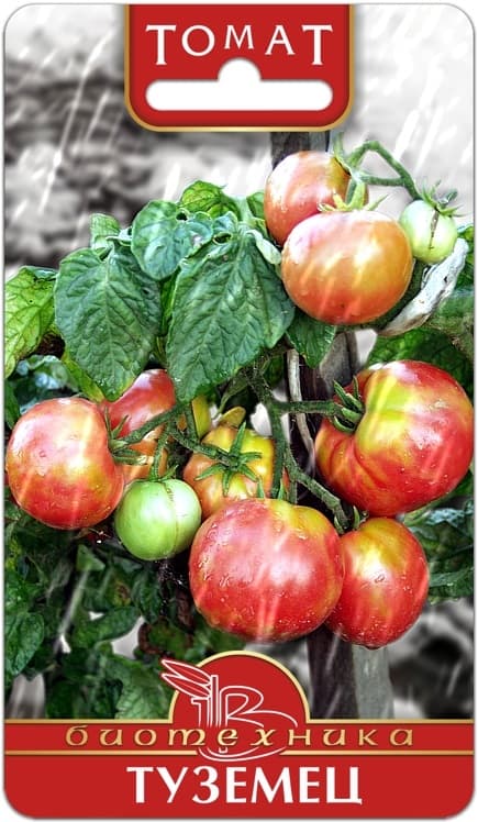Фото – Томат Туземец